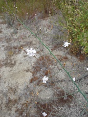 stephanomeria exigua ssp. deanei